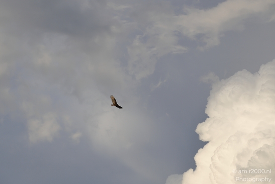 Turkey_Vulture_in_Sedona_Arizona_Birds_Photography_Western_USA_Nature_Photography_Canon_EOS_R5_Mark_II_2025_025.JPG