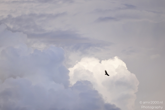 Turkey_Vulture_in_Sedona_Arizona_Birds_Photography_Western_USA_Nature_Photography_Canon_EOS_R5_Mark_II_2025_026.JPG