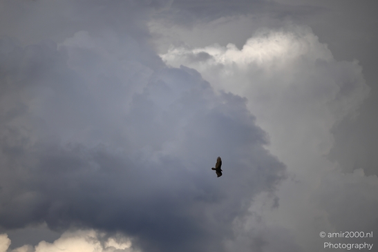 Turkey_Vulture_in_Sedona_Arizona_Birds_Photography_Western_USA_Nature_Photography_Canon_EOS_R5_Mark_II_2025_027.JPG