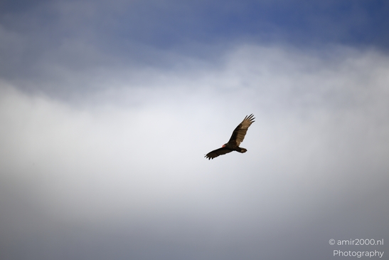 Turkey_Vulture_in_Sedona_Arizona_Birds_Photography_Western_USA_Nature_Photography_Canon_EOS_R5_Mark_II_2025_028.JPG