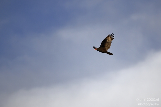 Turkey_Vulture_in_Sedona_Arizona_Birds_Photography_Western_USA_Nature_Photography_Canon_EOS_R5_Mark_II_2025_029.JPG