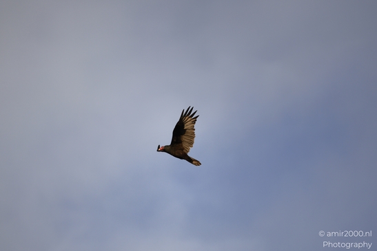 Turkey_Vulture_in_Sedona_Arizona_Birds_Photography_Western_USA_Nature_Photography_Canon_EOS_R5_Mark_II_2025_030.JPG