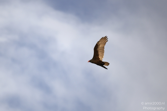Turkey_Vulture_in_Sedona_Arizona_Birds_Photography_Western_USA_Nature_Photography_Canon_EOS_R5_Mark_II_2025_032.JPG