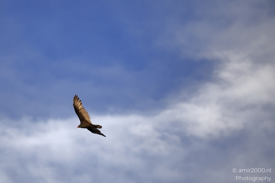 Turkey_Vulture_in_Sedona_Arizona_Birds_Photography_Western_USA_Nature_Photography_Canon_EOS_R5_Mark_II_2025_033.JPG