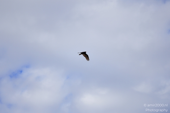Turkey Vulture in Sedona Arizona The bird is flying over a rocky landscape in Birds Photography image from year 2025 #34