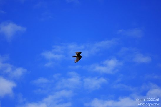 Turkey Vulture in Sedona Arizona The bird is flying over a rocky landscape under a partly cloudy sky image from year 2025 #36