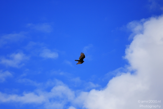Turkey Vulture in Sedona Arizona The bird is flying over a partly cloudy sky in Birds Photography image from year 2025 #37