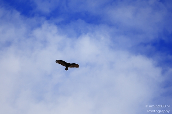 Turkey Vulture in Sedona Arizona The bird is flying over a rocky landscape in Birds Photography image from year 2025 #39