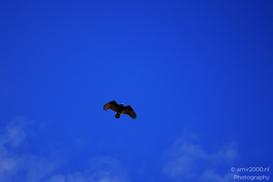 Turkey Vulture in Sedona Arizona The bird is flying over a clear blue sky in Birds Photography image from year 2025 #40