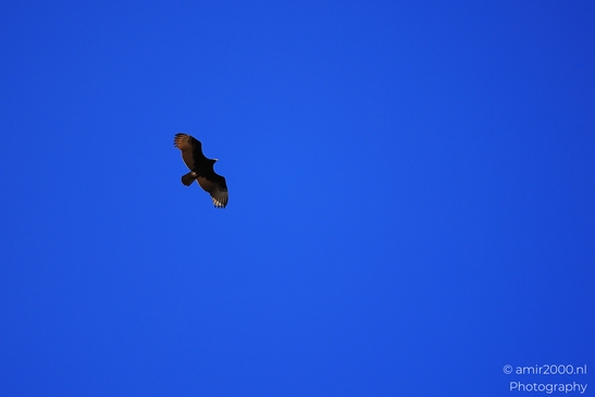 Turkey Vulture in Sedona Arizona The bird is flying high above the ground in Birds Photography image from year 2025 #41