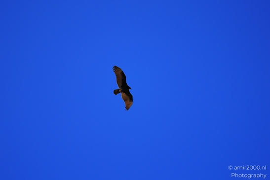 Turkey Vulture in Sedona Arizona The bird is captured mid-flight against a clear blue sky in Birds image from year 2025 #42