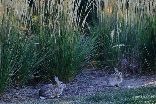 Two baby bunnies in a Denver Colorado area Two small rabbits with white fur and brown ears standing image from year 2025 #1