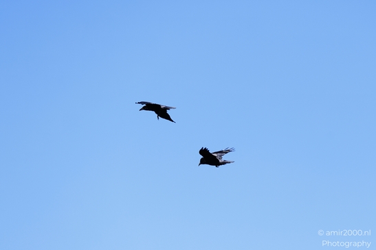 Two_crows_soaring_together_against_clear_blue_sky_Birds_Photography_Western_Usa_Nature_Photography_Canon_EOS_R5_Mark_II_2025_001.JPG