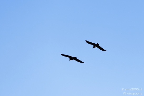 Two_crows_soaring_together_against_clear_blue_sky_Birds_Photography_Western_Usa_Nature_Photography_Canon_EOS_R5_Mark_II_2025_002.JPG