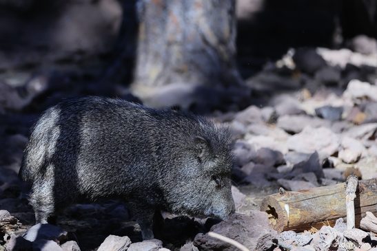 Wild_Boar_Bearizona_Wildlife_Park_Arizona_Animal_Photography_Western_Usa_Nature_Photography_Canon_EOS_R5_Mark_II_2025_001.JPG
