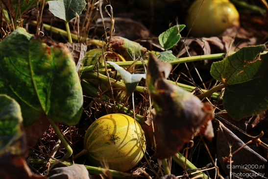 Wild_gourd_desert_melon_on_vine_Sedona_Arizona_USA_Western_USA_Nature_Photography_Canon_EOS_R5_Mark_II_2025_002.JPG