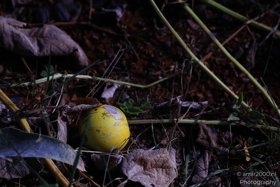 Wild gourd desert melon on vine The gourd is on a vine, growing amidst the rocks and debris image from year 2025 #3