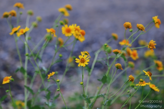 Wildflower_Coreopsis_in_Sedona_Flower_Photography_Western_USA_Nature_Photography_Canon_EOS_R5_Mark_II_2025_001.JPG