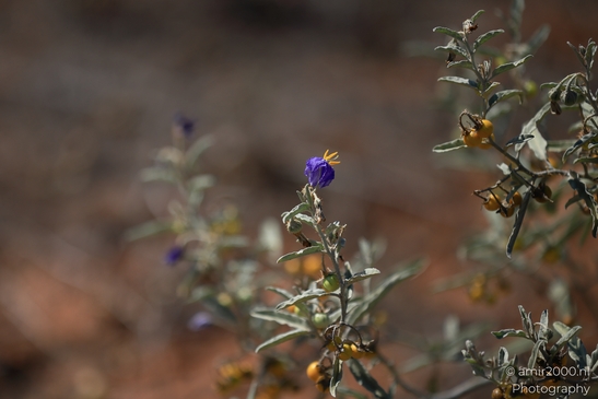 Wildflowers_In_Red_Rock_State_Park_Flower_Photography_Western_USA_Nature_Photography_Canon_EOS_R5_Mark_II_2025_001.JPG