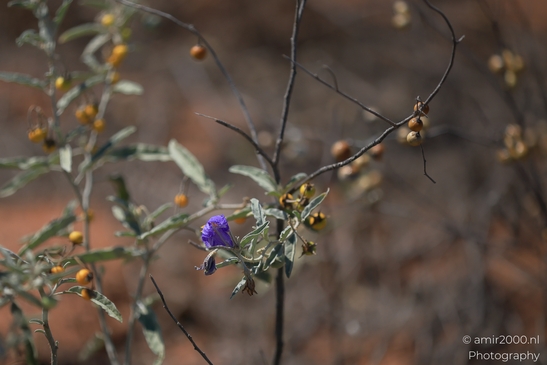 Wildflowers_In_Red_Rock_State_Park_Flower_Photography_Western_USA_Nature_Photography_Canon_EOS_R5_Mark_II_2025_002.JPG