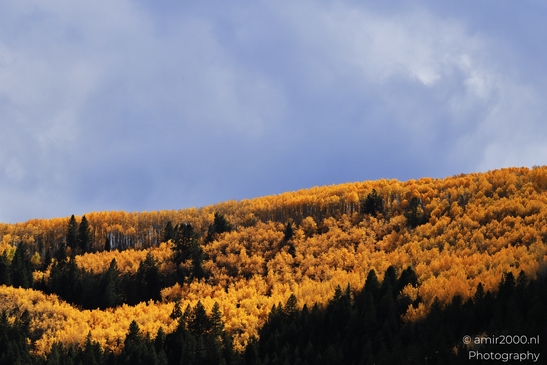 A dense forest of golden-yellow aspen trees against dark evergreen foliage under partly cloudy skies. image from year 2025 #2