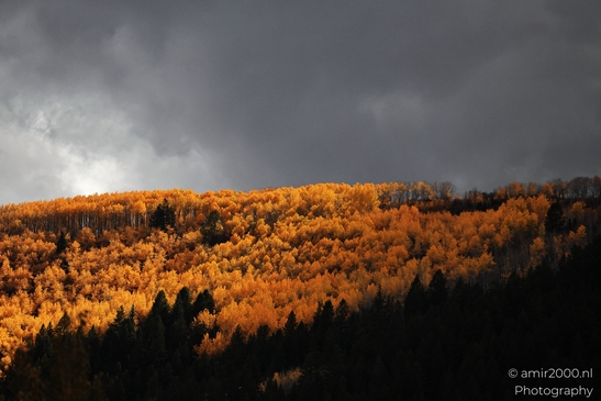 A dense forest of golden yellow aspens against an overcast sky with dark clouds above. image from year 2025 #4