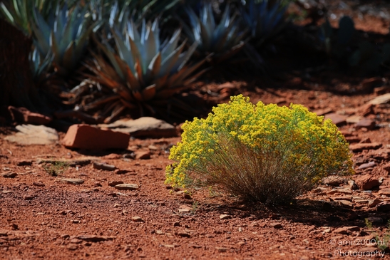 Yellow_Shrub_Rabbitbrush_in_Sedona_Flower_Photography_Western_USA_Nature_Photography_Canon_EOS_R5_Mark_II_2025_001.JPG
