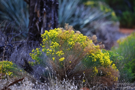 Yellow_Shrub_Rabbitbrush_in_Sedona_Flower_Photography_Western_USA_Nature_Photography_Canon_EOS_R5_Mark_II_2025_002.JPG