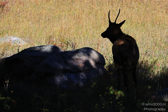 Young_Elk_Spike_Bull_In_Rocky_Mountain_National_Park_Colorado_Animal_Photography_Western_USA_Nature_Photography_Canon_EOS_R5_Mark_II_2025_001.JPG