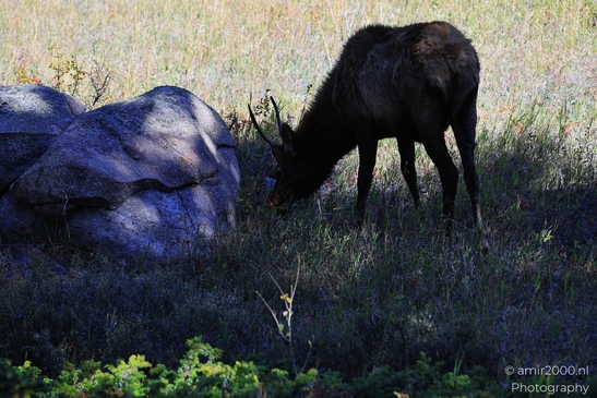 Young_Elk_Spike_Bull_In_Rocky_Mountain_National_Park_Colorado_Animal_Photography_Western_USA_Nature_Photography_Canon_EOS_R5_Mark_II_2025_002.JPG