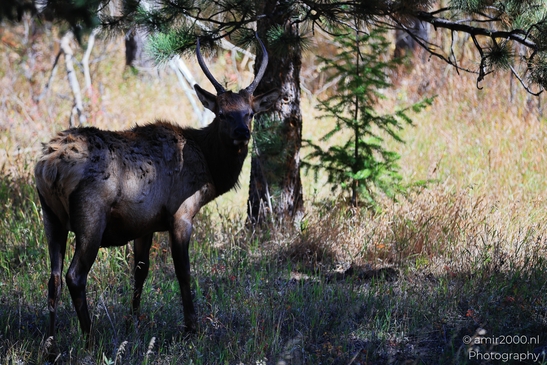 Young_Elk_Spike_Bull_In_Rocky_Mountain_National_Park_Colorado_Animal_Photography_Western_USA_Nature_Photography_Canon_EOS_R5_Mark_II_2025_004.JPG