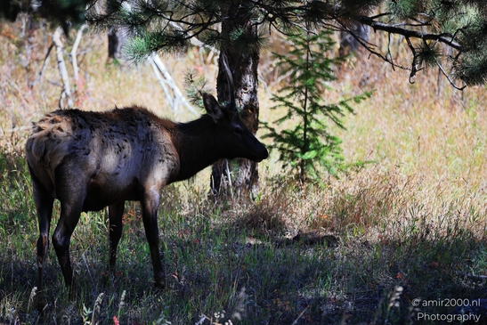 Young_Elk_Spike_Bull_In_Rocky_Mountain_National_Park_Colorado_Animal_Photography_Western_USA_Nature_Photography_Canon_EOS_R5_Mark_II_2025_005.JPG