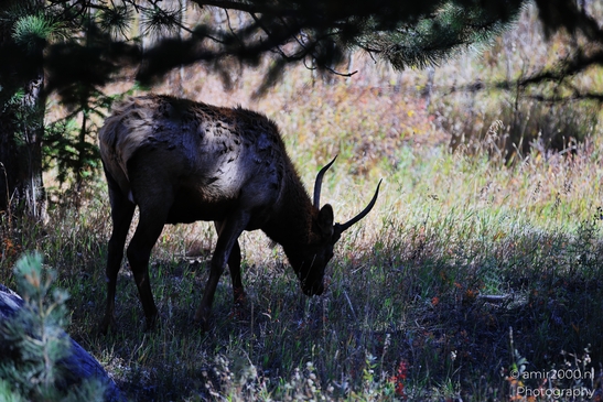 Young_Elk_Spike_Bull_In_Rocky_Mountain_National_Park_Colorado_Animal_Photography_Western_USA_Nature_Photography_Canon_EOS_R5_Mark_II_2025_006.JPG