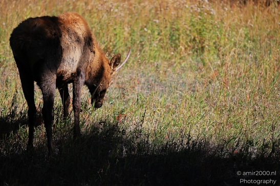 Young_Elk_Spike_Bull_In_Rocky_Mountain_National_Park_Colorado_Animal_Photography_Western_USA_Nature_Photography_Canon_EOS_R5_Mark_II_2025_007.JPG