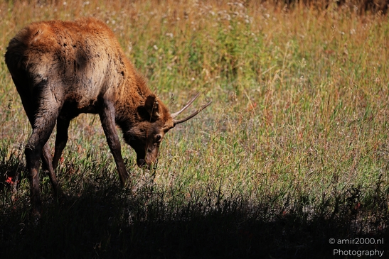 Young_Elk_Spike_Bull_In_Rocky_Mountain_National_Park_Colorado_Animal_Photography_Western_USA_Nature_Photography_Canon_EOS_R5_Mark_II_2025_009.JPG