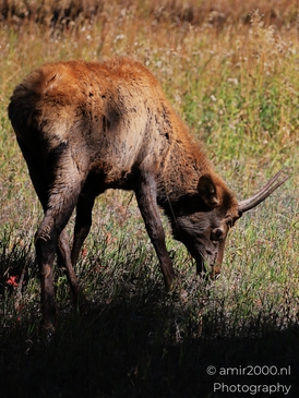 Young_Elk_Spike_Bull_In_Rocky_Mountain_National_Park_Colorado_Animal_Photography_Western_USA_Nature_Photography_Canon_EOS_R5_Mark_II_2025_010.JPG