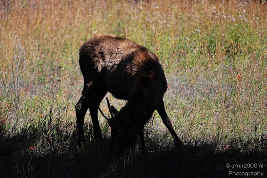 Young_Elk_Spike_Bull_In_Rocky_Mountain_National_Park_Colorado_Animal_Photography_Western_USA_Nature_Photography_Canon_EOS_R5_Mark_II_2025_011.JPG