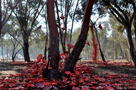 A quiet place of remembrance for the Nova Party tragedy, October 7. Standing among the trees, honoring lives lost and the hope for peace. Photographed by Amir Darzi. Photography by amir2000.nl, a Dutch photographer.