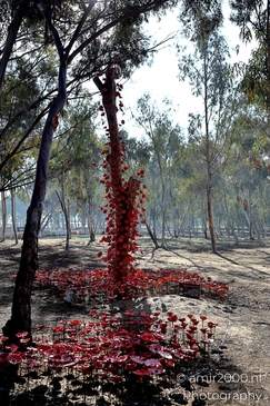 A quiet place of remembrance for the Nova Party tragedy, October 7. Standing among the trees, honoring lives lost and the hope for peace. Photographed by Amir Darzi. Photography by amir2000.nl, a Dutch photographer.