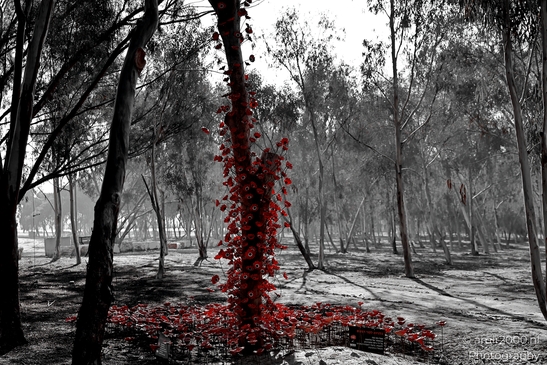 A quiet place of remembrance for the Nova Party tragedy, October 7. Standing among the trees, honoring lives lost and the hope for peace. Photographed by Amir Darzi. Photography by amir2000.nl, a Dutch photographer.