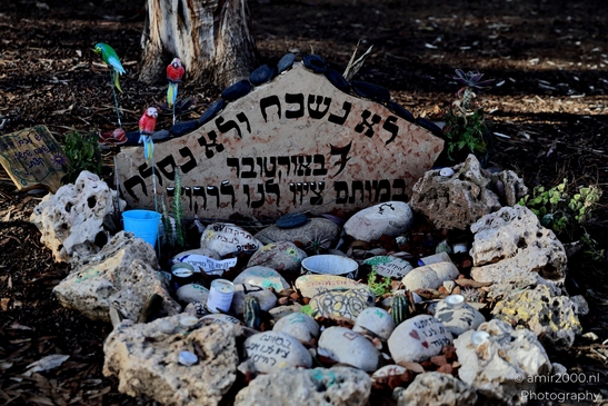 A quiet place of remembrance for the Nova Party tragedy, October 7. Standing among the trees, honoring lives lost and the hope for peace. Photographed by Amir Darzi. Photography by amir2000.nl, a Dutch photographer.