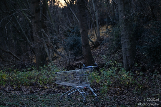 Abandoned_Shopping_Cart_In_Wooded_Area_At_Sunrise_Amsterdam_Netherlands_Cityscape_Photography_Canon_EOS_R5_Mark_II_2025_001.JPG