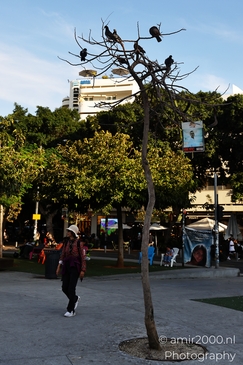 Birds_Perched_On_A_Leafless_Tree_Dizengoff_Square_Tel_Aviv_jaffa_Israel_cityscape_Photography_Canon_EOS_R5_Mark_II_2025_001.JPG