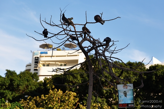 Birds_Perched_On_A_Leafless_Tree_Dizengoff_Square_Tel_Aviv_jaffa_Israel_cityscape_Photography_Canon_EOS_R5_Mark_II_2025_002.JPG