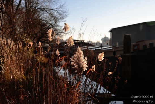 Dry_Reeds_Alongside_A_Canal_At_Winter_Amsterdam_Netherlands_Cityscape_Photography_Canon_EOS_R5_Mark_II_2025_001.JPG