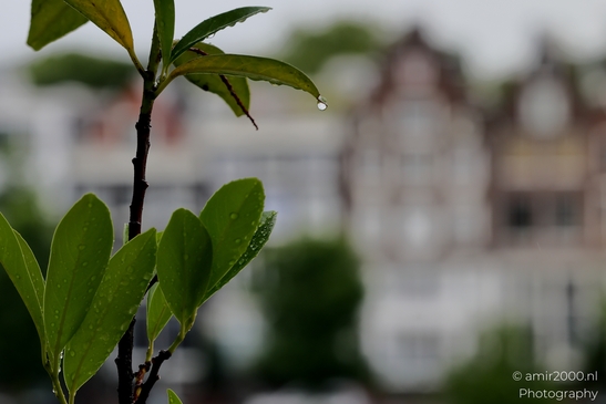 Suburban_View_Through_Trees_And_Rain_Drops_Amsterdam_Netherlands_Cityscape_Photography_Canon_EOS_R5_Mark_II_2025_001.JPG