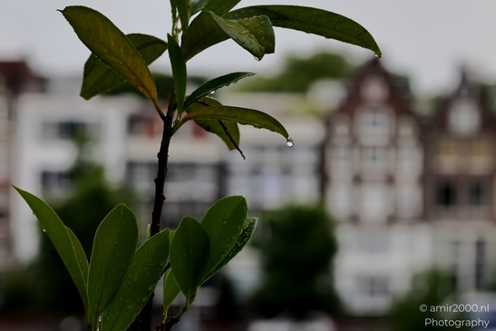 Suburban_View_Through_Trees_And_Rain_Drops_Amsterdam_Netherlands_Cityscape_Photography_Canon_EOS_R5_Mark_II_2025_002.JPG
