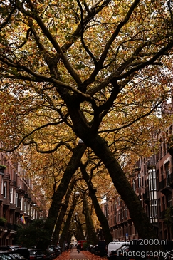 The_Beauty_Of_Lomanstraat_During_Autumn_Amsterdam_Netherlands_cityscape_Photography_Canon_EOS_R5_Mark_II_2025_002.JPG