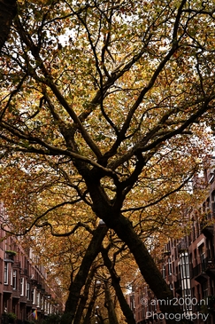 The_Beauty_Of_Lomanstraat_During_Autumn_Amsterdam_Netherlands_cityscape_Photography_Canon_EOS_R5_Mark_II_2025_003.JPG