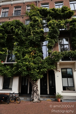 Urban_Tree_With_Ivy_On_Brick_Building_Facade_Amsterdam_Netherlands_cityscape_Photography_Canon_EOS_R5_Mark_II_2025_001.JPG